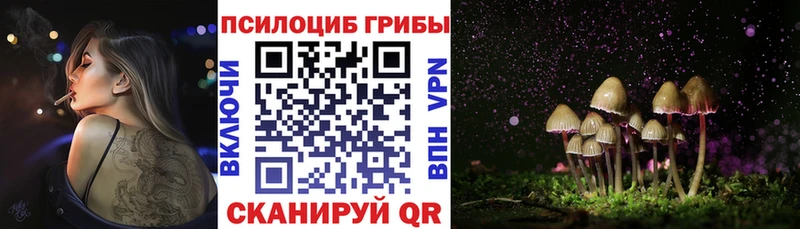 Псилоцибиновые грибы Psilocybe Каменск-Шахтинский